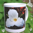 mug DS-051 Trillium grandiflorum 7067